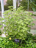 Hibiscus Grandiflorus (fam Malvacees) (sud-est USA) (1) (Photo F. Mrugala)